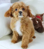 Jennings, a male Poodle - Toy  for sale in Moravia, IA – Photo 5 of 10