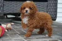 Jennings, a male Poodle - Toy  for sale in Moravia, IA – Photo 9 of 10