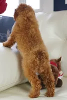 Jennings, a male Poodle - Toy  for sale in Moravia, IA – Photo 8 of 10