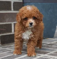 Jennings, a male Poodle - Toy  for sale in Moravia, IA – Photo 10 of 10