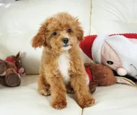 Jennings, a male Poodle - Toy  for sale in Moravia, IA – Photo 7 of 10