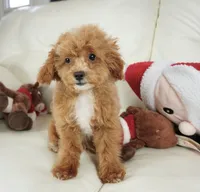 Jennings, a male Poodle - Toy  for sale in Moravia, IA – Photo 6 of 10