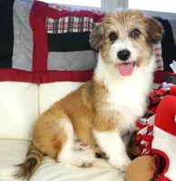 Gus-corgipoos, a male Pembroke Welsh Corgi and Poodle - Toy  for sale in Moravia, IA – Photo 2 of 8