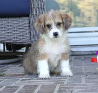 Gus-corgipoos, a male Pembroke Welsh Corgi and Poodle - Toy  for sale in Moravia, IA – Photo 6 of 8