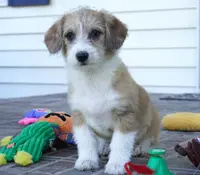 Gus-corgipoos, a male Pembroke Welsh Corgi and Poodle - Toy  for sale in Moravia, IA – Photo 5 of 8