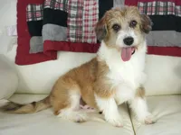 Gus-corgipoos, a male Pembroke Welsh Corgi and Poodle - Toy  for sale in Moravia, IA – Photo 1 of 8