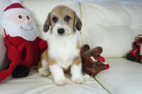 Gus-corgipoos, a male Pembroke Welsh Corgi and Poodle - Toy  for sale in Moravia, IA – Photo 4 of 8