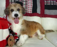 Gus-corgipoos, a male Pembroke Welsh Corgi and Poodle - Toy  for sale in Moravia, IA – Photo 3 of 8