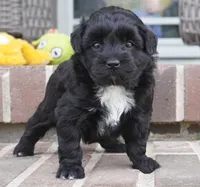 Crockette-Toy, a male Miniature Aussiedoodle for sale in Moravia, IA – 3 of 4