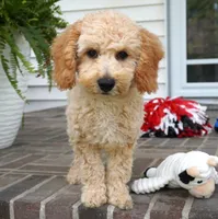 Marccen, a male Poodle - Toy  for sale in Moravia, IA – 7 of 10