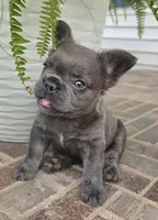 Rori-Fluffy AKC, a female French Bulldog for sale in Moravia, IA – 1 of 6