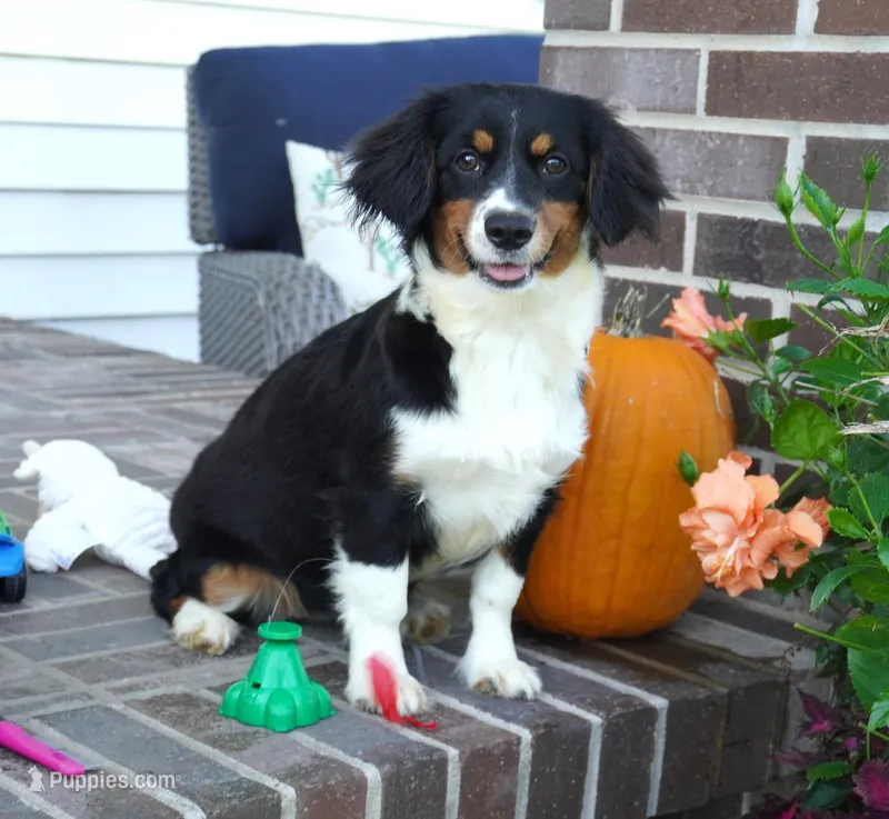 Palmer-Cavacorgi – Pembroke Welsh Corgi, Cavalier King Charles Spaniel puppy for sale in Moravia, IA