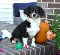 Palmer-Cavacorgi, a female Pembroke Welsh Corgi and Cavalier King Charles Spaniel for sale in Moravia, IA – 1 of 8