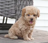 Mikey, a male Poodle - Toy  for sale in Moravia, IA – 3 of 4
