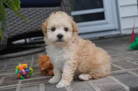 ren, a female Poodle - Toy  for sale in Moravia, IA – 4 of 5