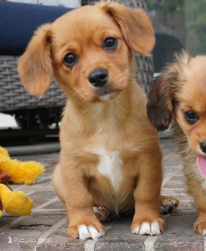 Sonya-Cavacorgi – Pembroke Welsh Corgi, Cavalier King Charles Spaniel puppy for sale in Moravia, IA