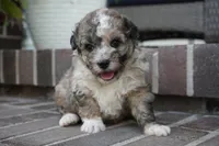 Swayze, a male Poodle - Miniature  for sale in Moravia, IA – 4 of 6