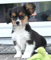 Poppy, a female Pembroke Welsh Corgi and Cavalier King Charles Spaniel for sale in Moravia, IA – 2 of 8
