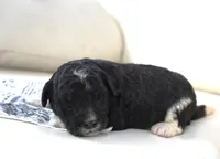 Pavin-mini, a male Sheepadoodle for sale in Moravia, IA – Photo 2 of 2