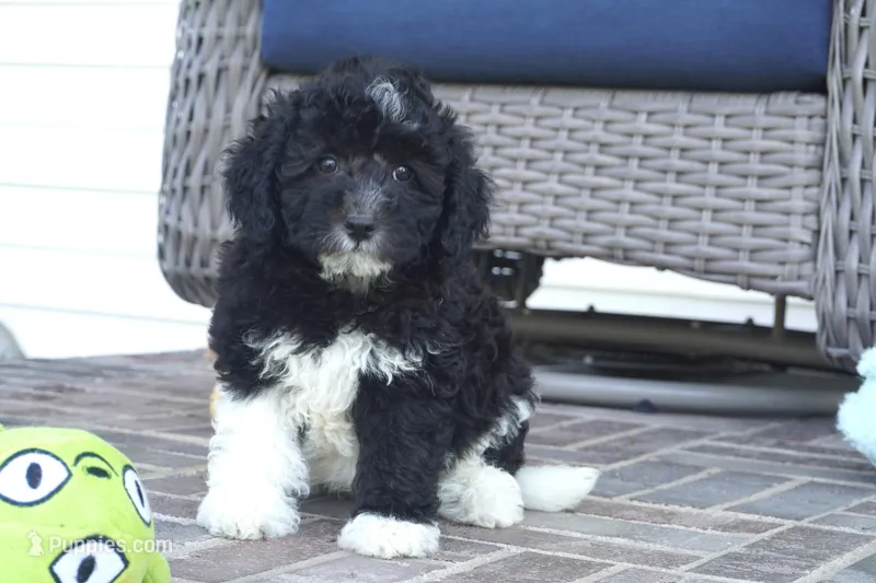 Pavin-mini – Sheepadoodle puppy for sale in Moravia, IA