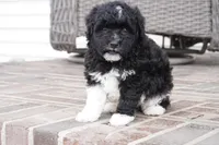 Pavin-mini, a male Sheepadoodle for sale in Moravia, IA – Photo 6 of 9