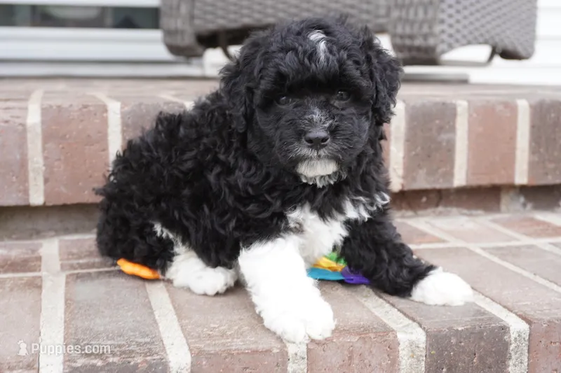 Pavin-mini – Sheepadoodle puppy for sale in Moravia, IA