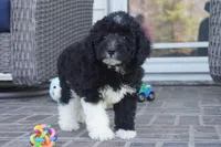 Pavin-mini, a male Sheepadoodle for sale in Moravia, IA – Photo 2 of 9