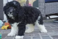 Pavin-mini, a male Sheepadoodle for sale in Moravia, IA – Photo 3 of 9