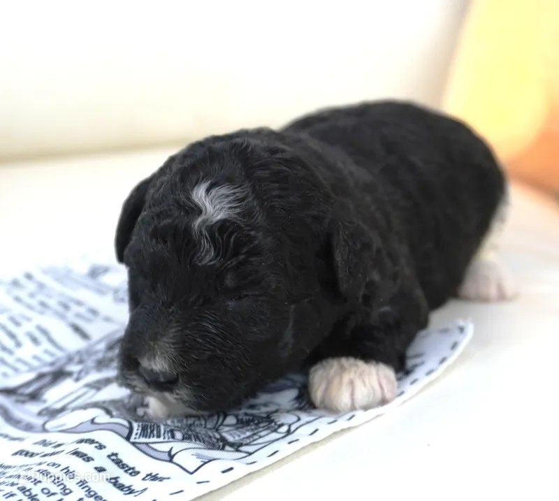 Pavin-mini – Sheepadoodle puppy for sale in Moravia, IA