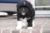 Pavin-mini, a male Sheepadoodle for sale in Moravia, IA – Photo 5 of 9