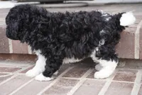 Pavin-mini, a male Sheepadoodle for sale in Moravia, IA – Photo 7 of 9