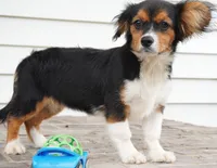 Poppy, a female Pembroke Welsh Corgi and Cavalier King Charles Spaniel for sale in Moravia, IA – 10 of 10