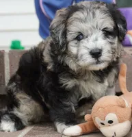Pine-Mini F1b, a female Sheepadoodle for sale in Moravia, IA – 5 of 10