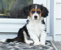 Paul, a male Pembroke Welsh Corgi and Cavalier King Charles Spaniel for sale in Moravia, IA – 2 of 8