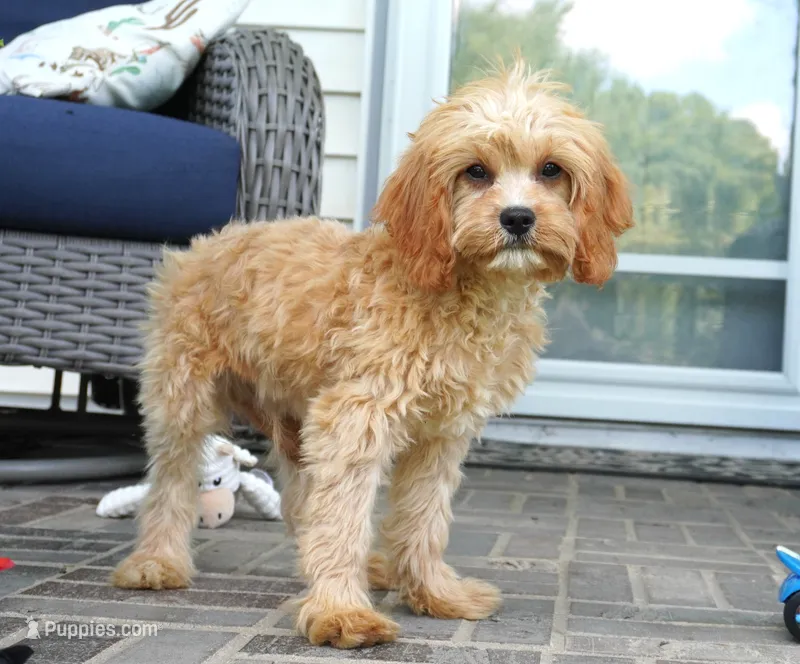 Tiago – Cavapoo puppy for sale in Moravia, IA