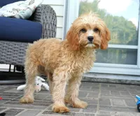 Tiago, a male Cavapoo for sale in Moravia, IA – 2 of 10