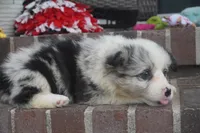 Danni Girl-fluffy, a female Pembroke Welsh Corgi for sale in Moravia, IA – 9 of 9