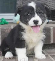 Deci, a female Pembroke Welsh Corgi for sale in Moravia, IA – 3 of 4