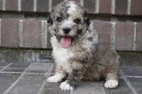 Swayze, a male Poodle - Miniature  for sale in Moravia, IA – 3 of 6