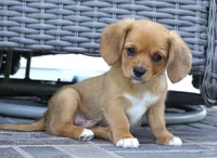Sawyer-Cavacorgi, a female Pembroke Welsh Corgi and Cavalier King Charles Spaniel for sale in Moravia, IA – 2 of 8