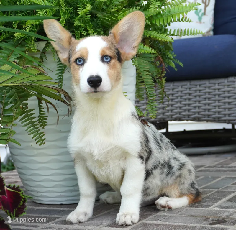 Dawson – Pembroke Welsh Corgi puppy for sale in Moravia, IA