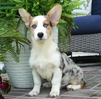 Dawson, a male Pembroke Welsh Corgi for sale in Moravia, IA – 1 of 9