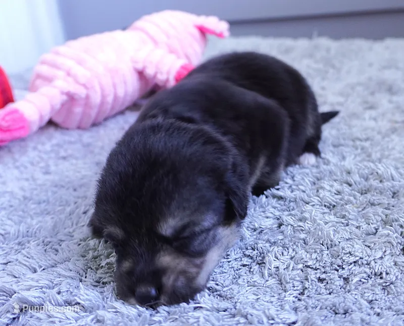 Genny – Pembroke Welsh Corgi, Poodle - Miniature  puppy for sale in Moravia, IA