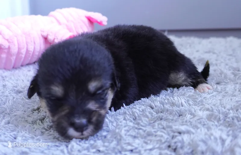 Gem – Pembroke Welsh Corgi, Poodle - Miniature  puppy for sale in Moravia, IA