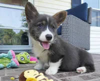 Duke, a male Pembroke Welsh Corgi for sale in Moravia, IA – 1 of 8
