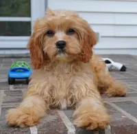 Tiago, a female Cavapoo for sale in Moravia, IA – 3 of 8