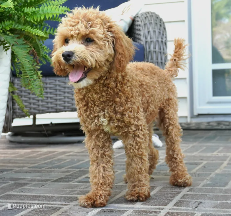 Mason – Poodle - Toy  puppy for sale in Moravia, IA