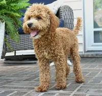 Mason, a male Poodle - Toy  for sale in Moravia, IA – 1 of 10