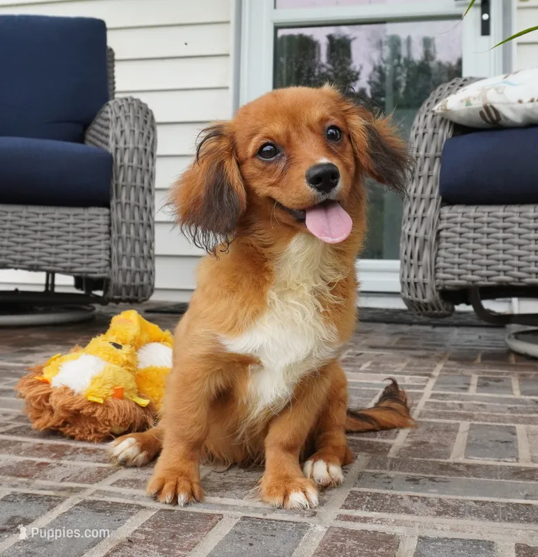Spencer-Cavacorgi – Pembroke Welsh Corgi, Cavalier King Charles Spaniel puppy for sale in Moravia, IA