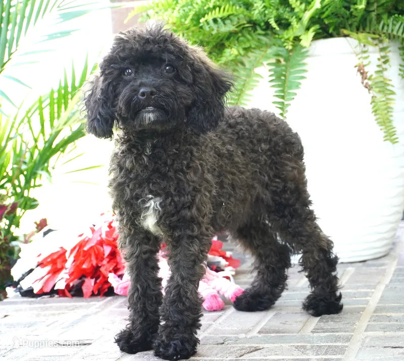 Talia – Cavapoo puppy for sale in Moravia, IA